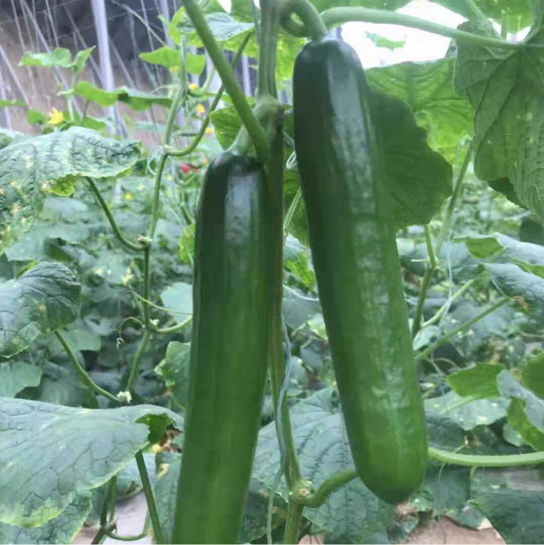 顺丰包邮新西兰无刺水果黄瓜新鲜现摘小青瓜净重5斤